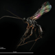 Imagen para el artículo titulado Fotografías macroscópicas tan nítidas que parecen irreales